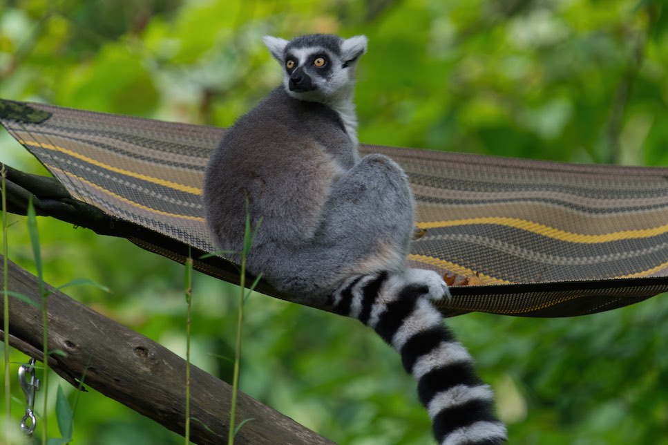 Lemur 1006